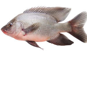 Tilapia frais / kg