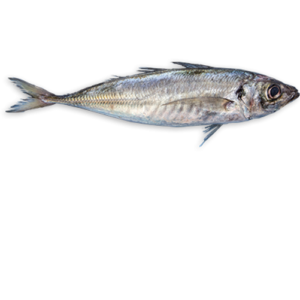 Bologui / kg