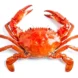 cooked-red-crab-top-view-600nw-2755879083