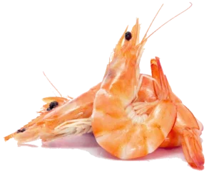 Crevette 1 Kg