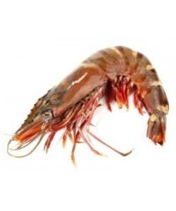 Gambas / Kg