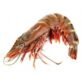 gambas-crevettes-entieres-crues-congeles-1620-colis-de-2-4-kg
