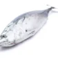 poissonthonrehobothdl